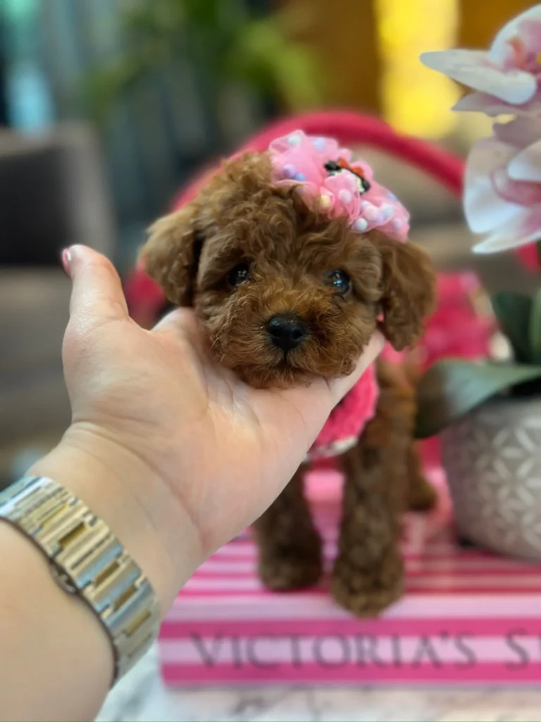 toy-poodle