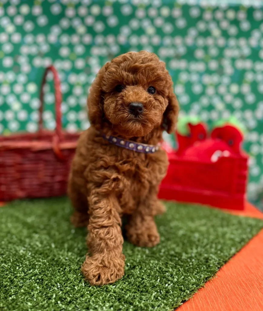 toy poodle sahiplenme